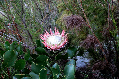 Protea's — foto 3 van 9
