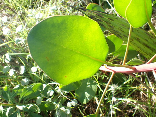Protea's — Bild 3