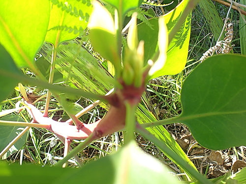 Protea's — Bild 2