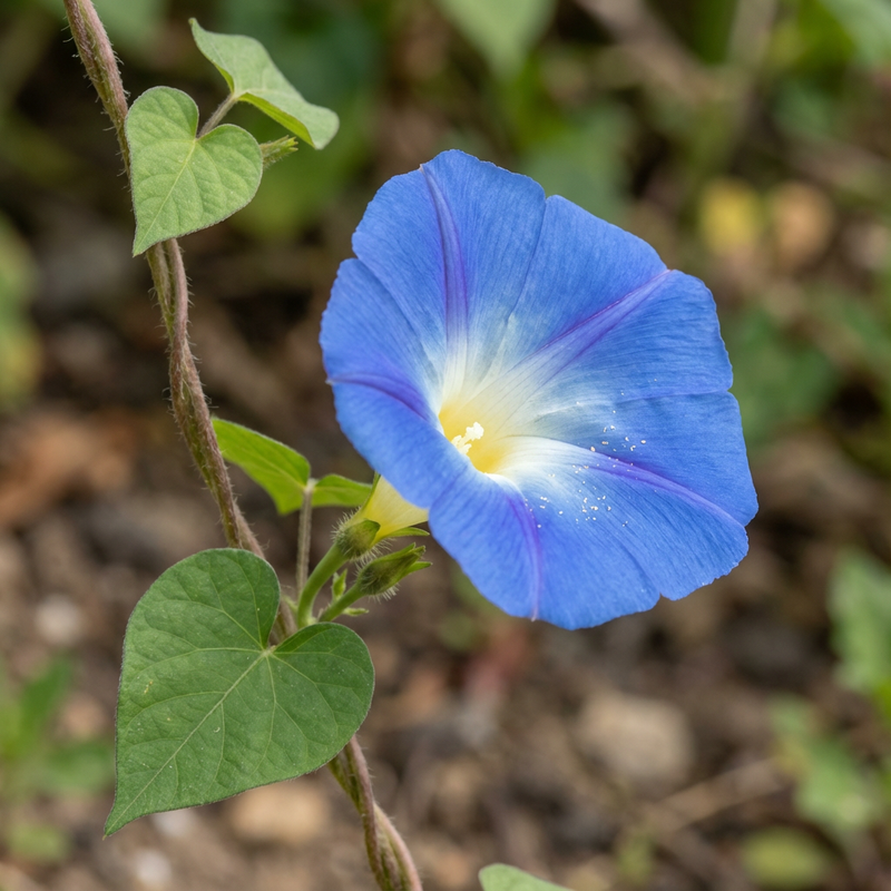 Ochtendglorie