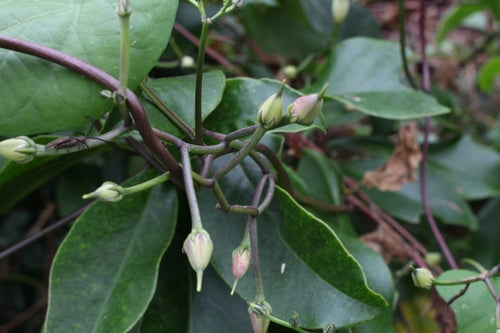 Ochtendglorie — Bild 5