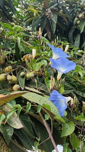 Ochtendglorie — Bild 2