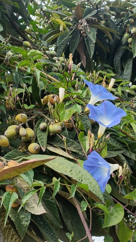 Ochtendglorie — Bild 1