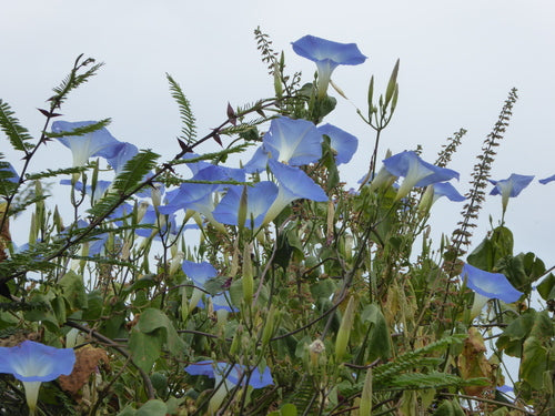 Ochtendglorie — Bild 3