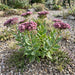 Purpur-Fetthenne (Sedum telephium) in Blüte im naturnahen Garten (KI-generiert)