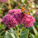 Blüte von Purpur-Fetthenne (Sedum telephium) in Nahaufnahme (KI-generiert)