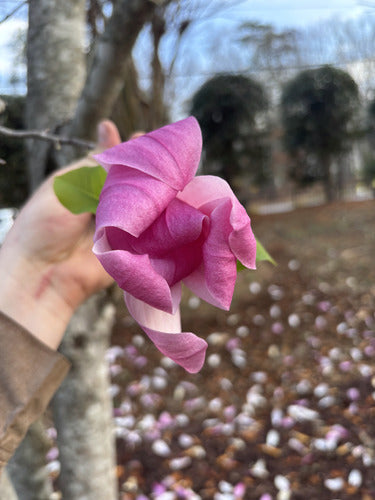Paarse magnolia — Bild 1