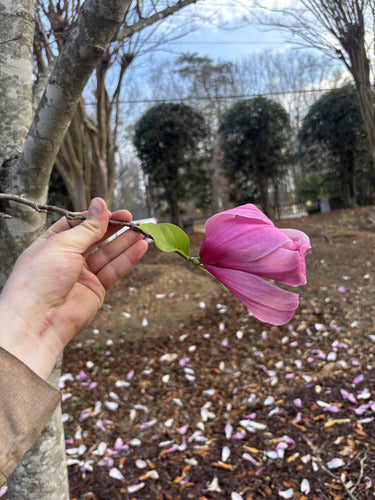 Paarse magnolia — Bild 2