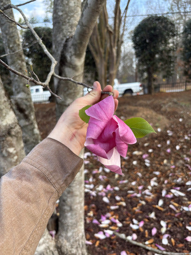 Paarse magnolia — Bild 3