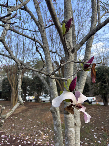 Paarse magnolia — Bild 5