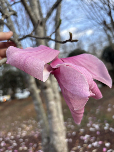 Paarse magnolia — Bild 4
