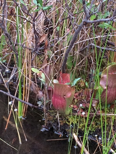 Paarse bekerplant — foto 1 van 8