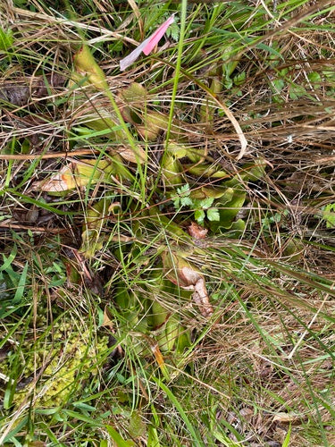 Paarse bekerplant — foto 5 van 8