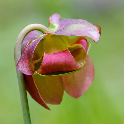 Paarse bekerplant — foto 4 van 8