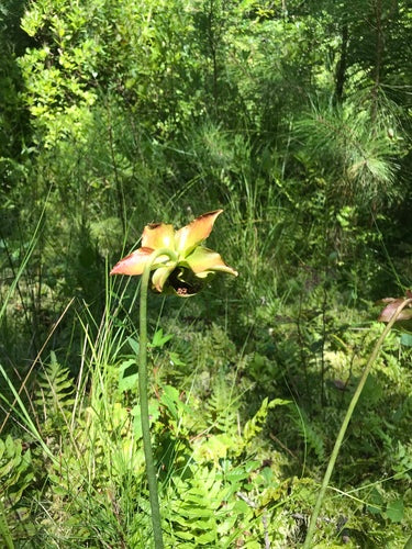 Paarse bekerplant — foto 3 van 8