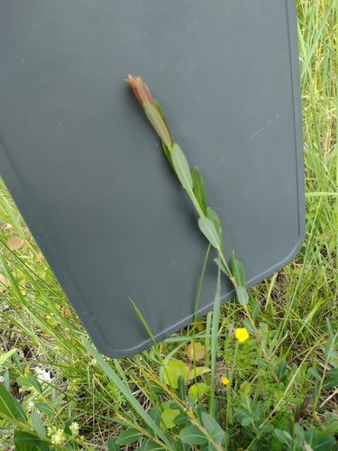 Paarse wilg — Bild 4