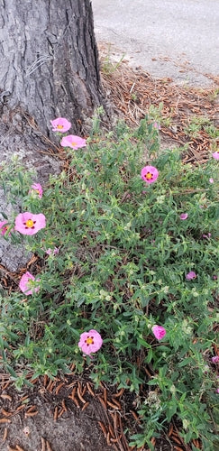 Paarse cistus — Bild 5