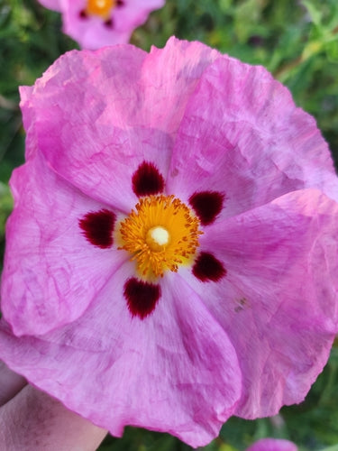 Paarse cistus — Bild 4