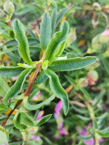 Paarse cistus — Bild 3