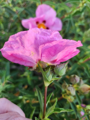Paarse cistus — Bild 2
