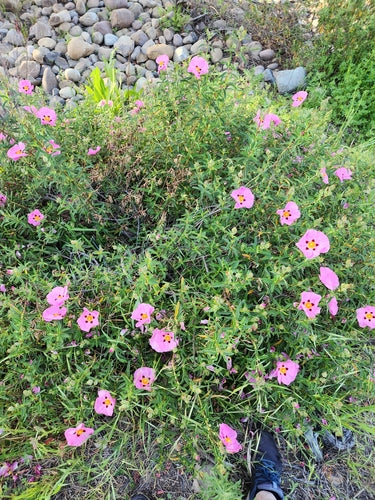 Paarse cistus — Bild 1