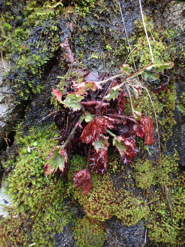 Paarse klokken — foto 5 van 8
