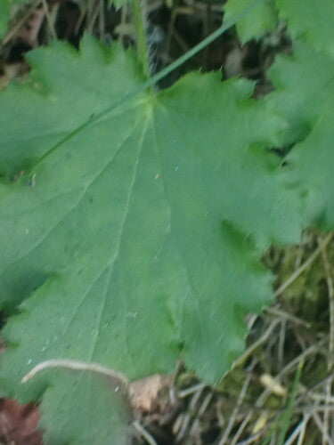 Paarse klokken — Bild 3