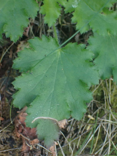 Paarse klokken — Bild 2