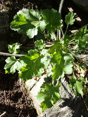 Paarse klokken — Bild 4