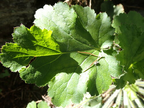 Paarse klokken — Bild 3