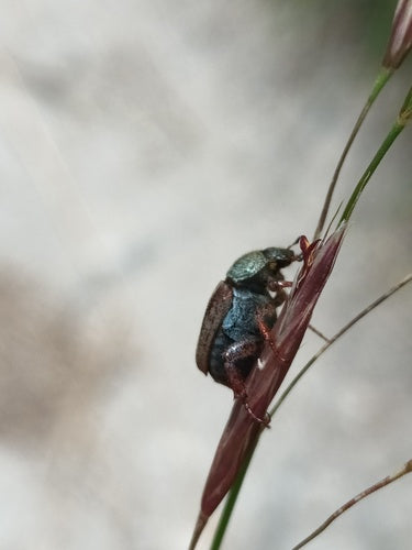 Salto kever — Bild 3