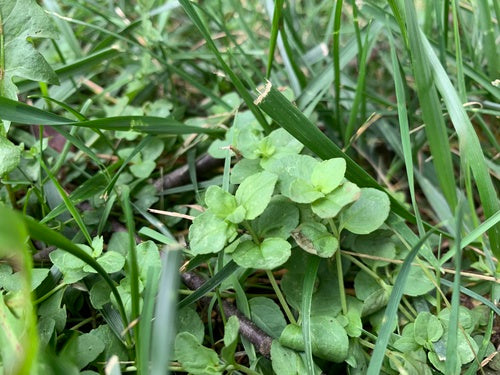Quendel ereprijs — foto 5 van 9