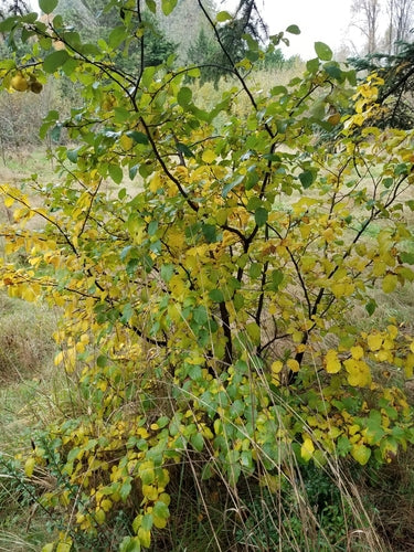 Kweeperen — Bild 4