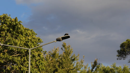 Zwarte kraai — Bild 5