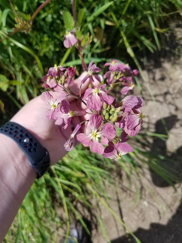 radijs — foto 4 van 10