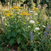 Rainfarn (Tanacetum vulgare) in Blüte im naturnahen Garten (KI-generiert)