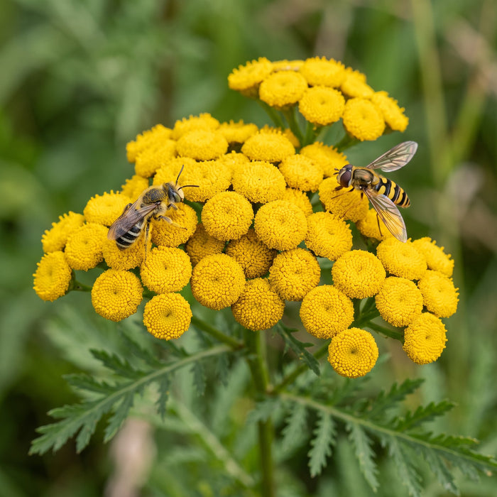 Blüte von Rainfarn (Tanacetum vulgare) in Nahaufnahme (KI-generiert)