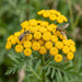 Blüte von Rainfarn (Tanacetum vulgare) in Nahaufnahme (KI-generiert)