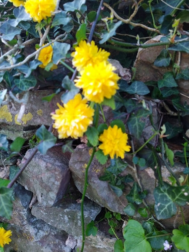 Ranonkelstruik — Bild 3