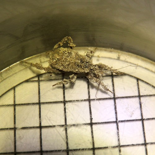 roofzuchtige insect — Bild 3