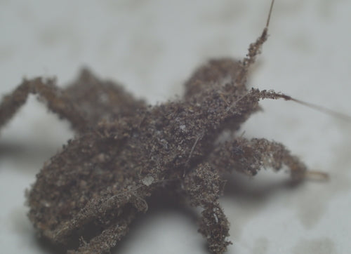roofzuchtige insect — Bild 5