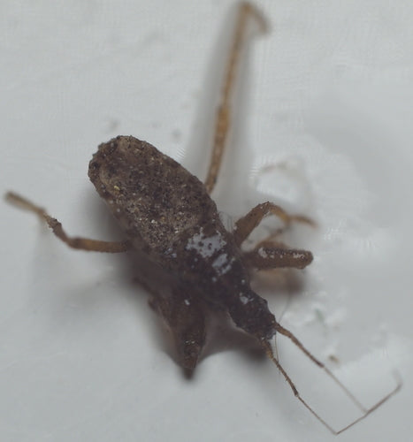 roofzuchtige insect — Bild 4