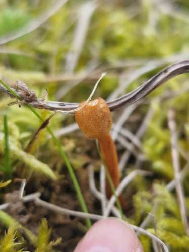 rupsen — Bild 5