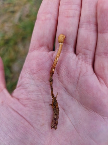 rupsen — Bild 4
