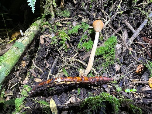 rupsen — Bild 2