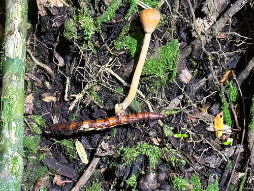 rupsen — Bild 1