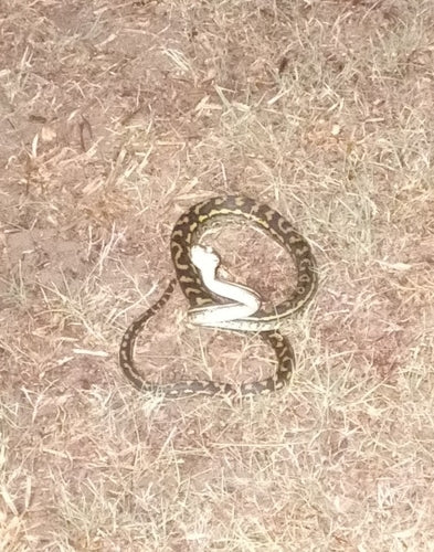 Diamantpython — Bild 4