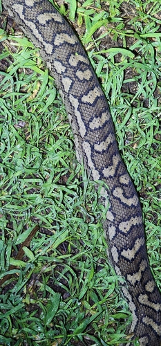 Diamantpython — Bild 2