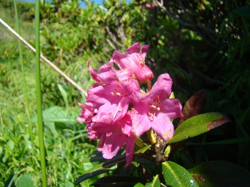 rododendron — Bild 5
