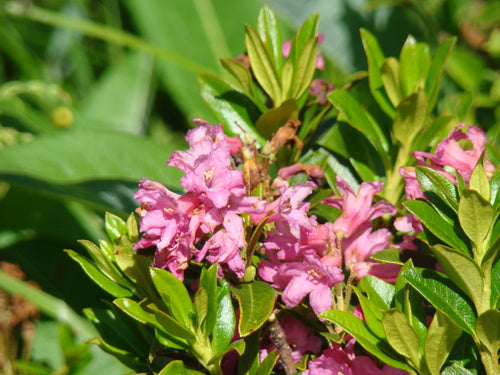 rododendron — foto 4 van 11